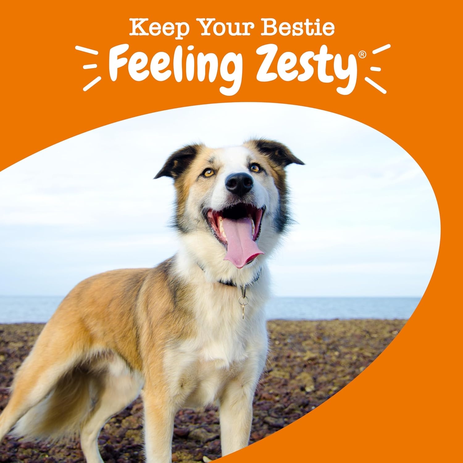image:imageZesty Paws 10in1 Dog Vitamins Dog Multivitamin Powder Salmon 30 CtChicken 8in1