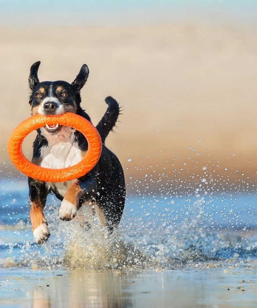 ZESTYPAWS dog vitamins and supplements and DogVitamins
